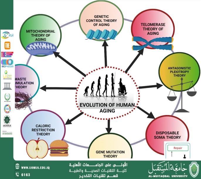 Evolutionary theories of aging -Aqeel Al Jothery