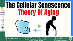 Evolutionary Senescence Theory.docx