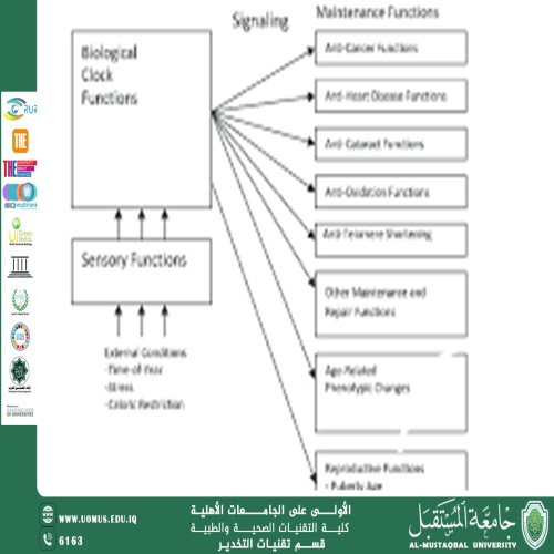 Programmed Aging Theories-Aqeel Al Jothery