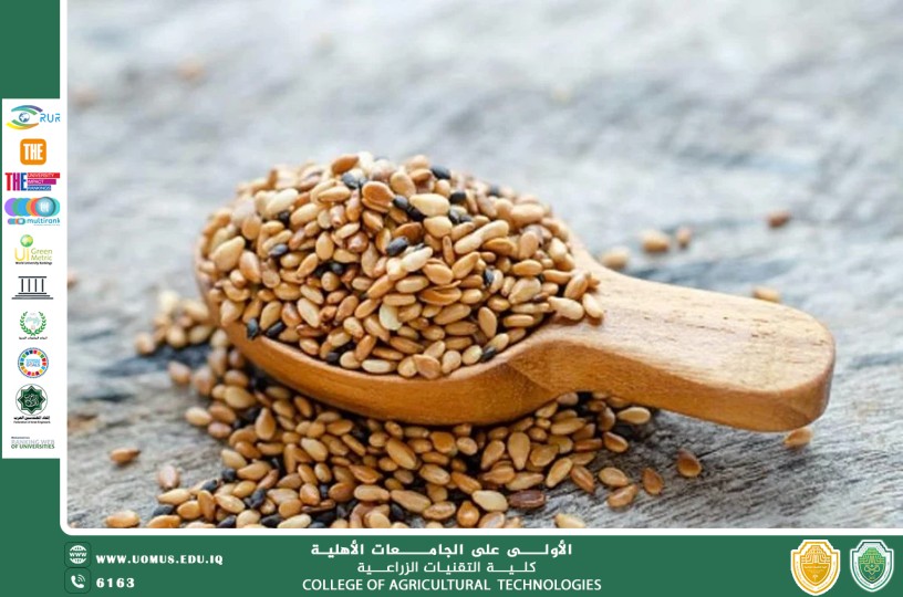 مقالة علمية للتدريسي م.م رعد طلال تومان بعنوان السمسم بذور صغيرة بفوائد عظيمة