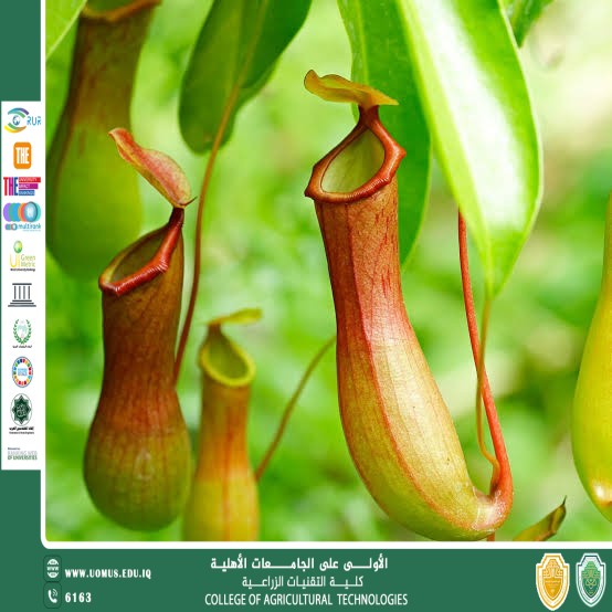 مقالة علمية للتدريسي أ.د مجيد كاظم عباس بعنوان نباتات أكلة اللحوم