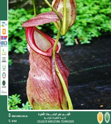 default image