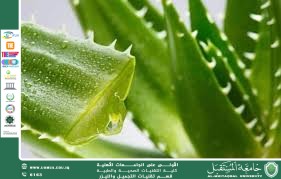 Uses of Aloe Vera in Cosmetics: Natural Benefits for Healthy Skin and Hair