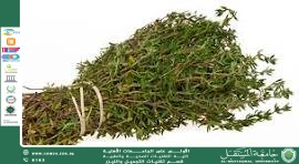 Health Benefits of Thyme