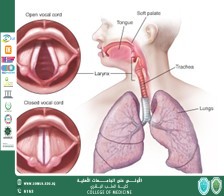 Vocal Disorders Co-existing in Patients with Spasmodic Dysphonia