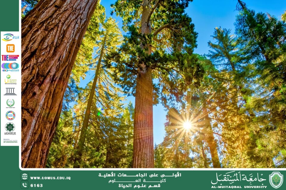 A scientific article by Ms. Noor El-Huda Azmi Hassan entitled "Plant climatic features"