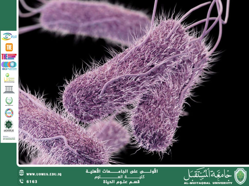 مقالة علمية للمعيدة بنين معن كريم بعنوان "مرض التيفوئيد "