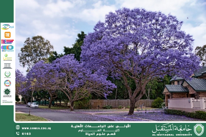 مقالة علمية للتدريسية م.م زينب ناظم عزيز  بعنوان " شجرة الجاكرندا (Jacaranda) "