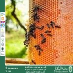 Bee Gardens: Small Spaces to Save a Big Planet