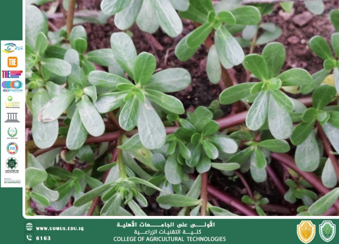 مقالة علمية للتدريسي م.م رعد طلال تومان بعنوان نبات كالابار بين السُمّية والتطبيقات الطبية الحديث