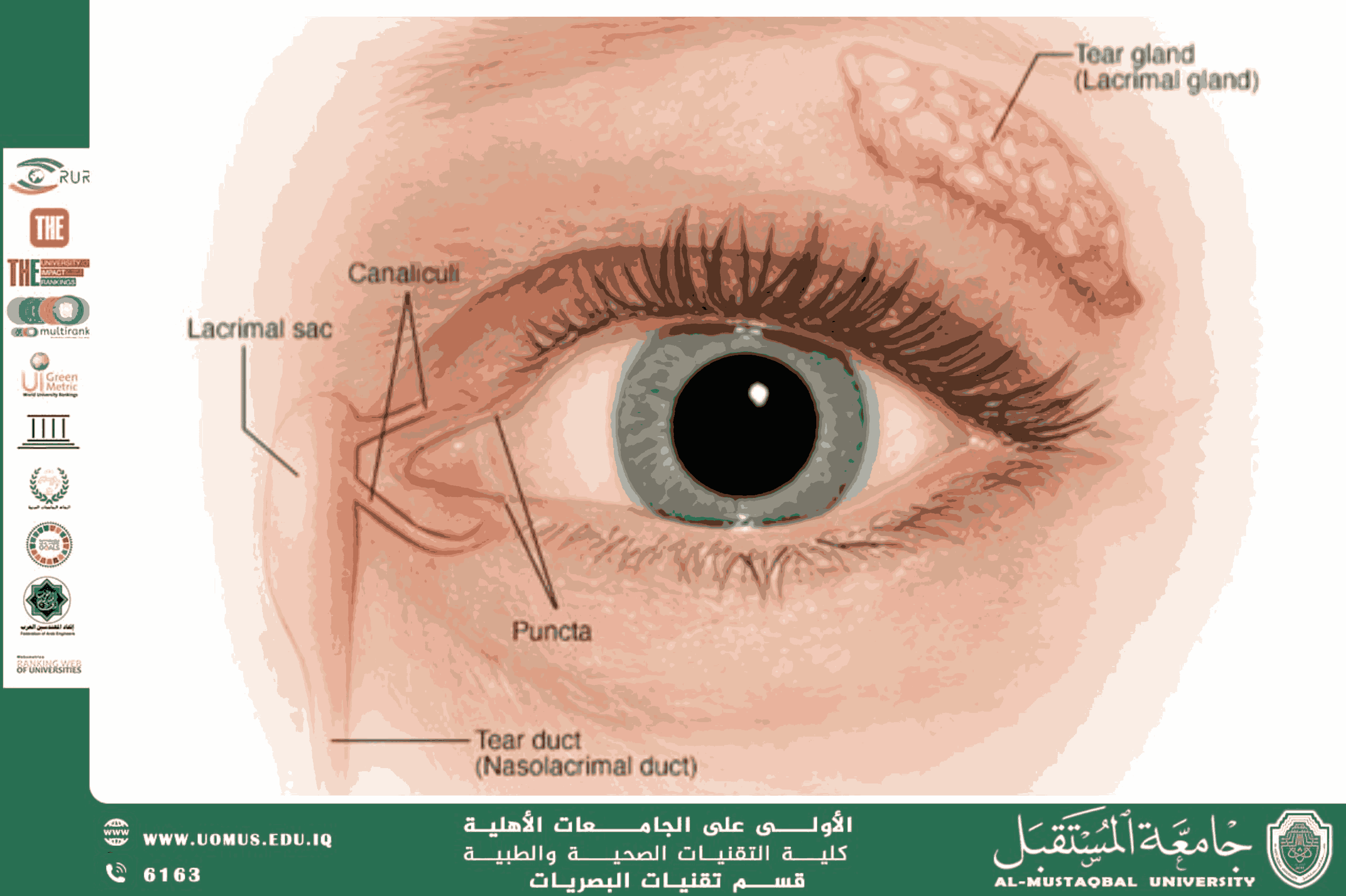  A scientific article by the lecturer, Assist.Lect. Mohaimen Sameer Aref  (Disorders of the Lacrimal System and Their Impact on Ocular Health and Visual Quality)