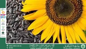مقالة علمية للست شهد نورس عباس بعنوان بذور دوار الشمس: حبوب صغيرة لصحة القلب والعظام 