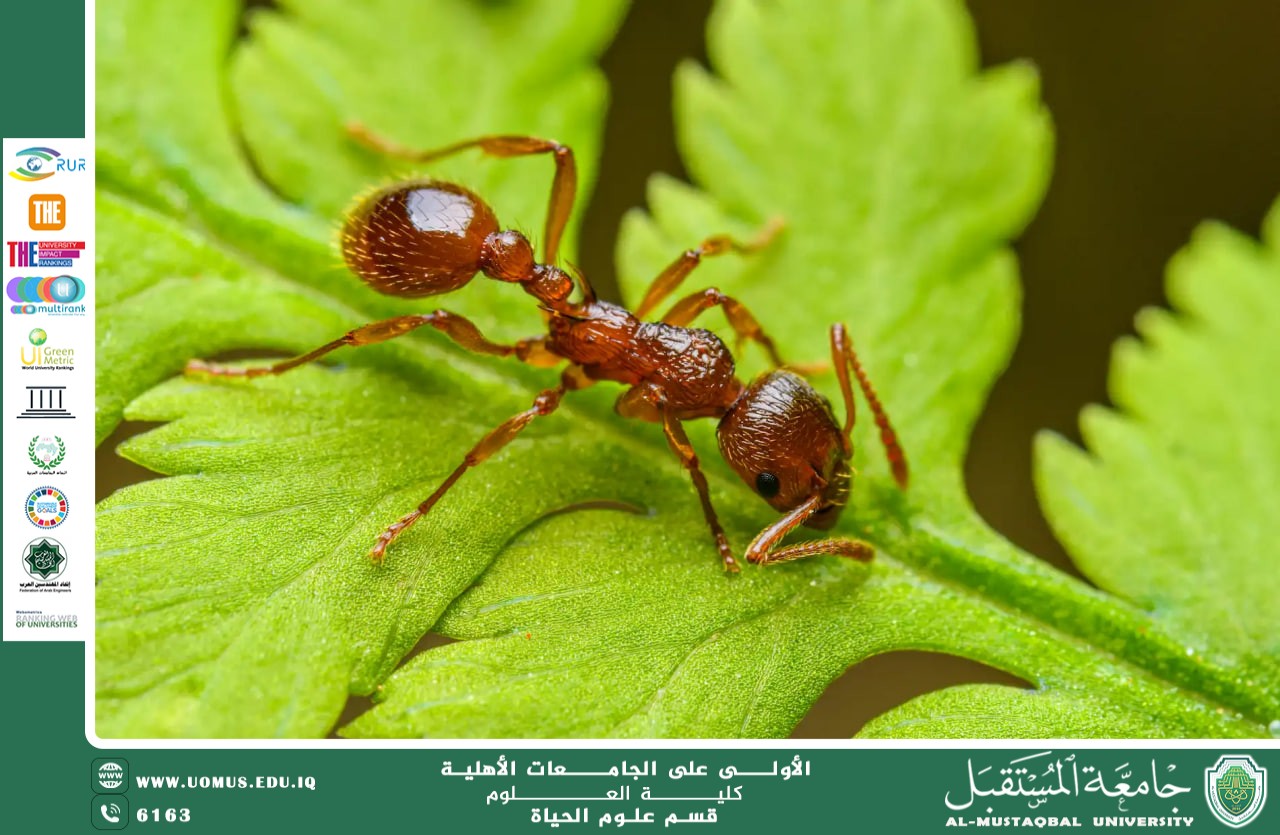 مقالة علمية للانسة نور الهدى عزمي حسن بعنوان "الحشرات المُلقِّحة والزراعة المستدامة "