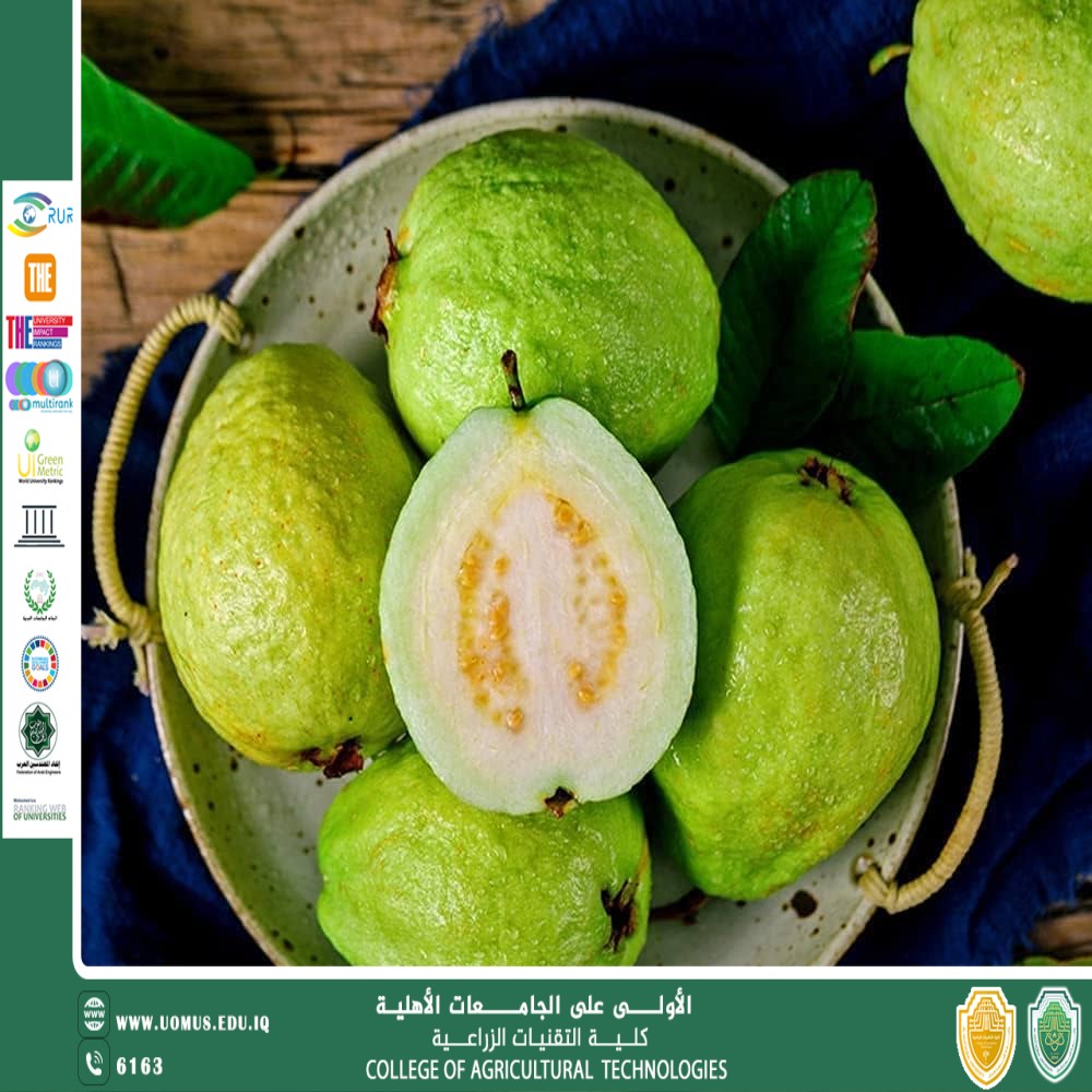 مقالة علمية للتدريسي م.م رعد طلال تومان بعنوان الجوافة الفاكهة الذهبية ذات الفوائد الطبية ودورها في دعم الاستدامة الصحية والبيئية